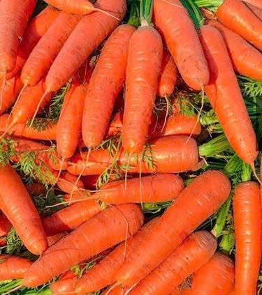 Hạt giống cà rốt chất lượng cao