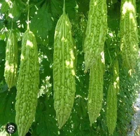 Hạt giống mướp đắng cao sản chất lượng