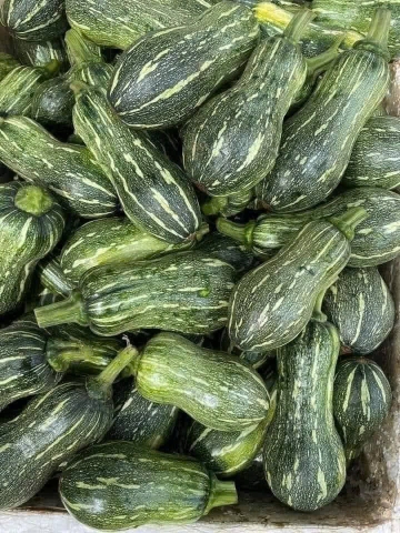 Hạt Giống Bí Siêu Quả Gói 5 Hạt