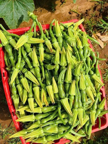 Hạt giống bí siêu nụ năng suất cao