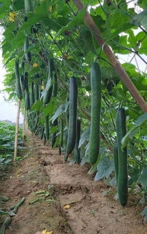 Hạt giống bí đao xanh sặt chất lượng cao gói 0,2 gr