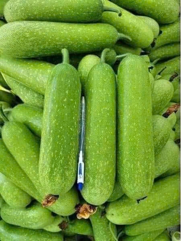 Hạt giống bí đao chanh chất lượng cao gói 0,2gr