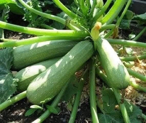 Hạt giống bí ngòi xanh non dài dễ trồng