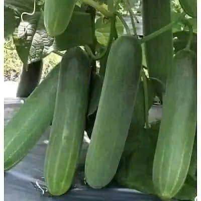 Hạt Giống Dưa Chuột Xanh Dễ Trồng