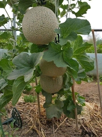 Hạt giống Dưa lưới vỏ xanh ruột xanh gói 20 hạt