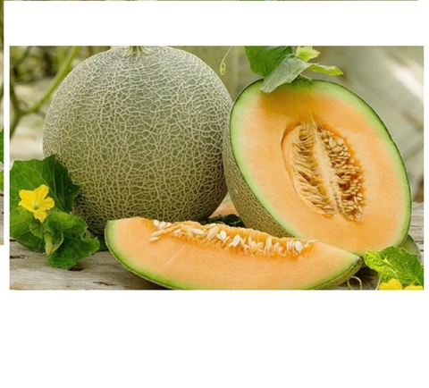 Hạt giống Dưa lưới Vỏ xanh Ruột vàng gói 15 hạt
