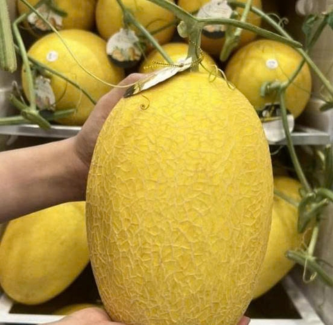 Hạt Giống Dưa Lưới Vàng Chất Lượng Cao