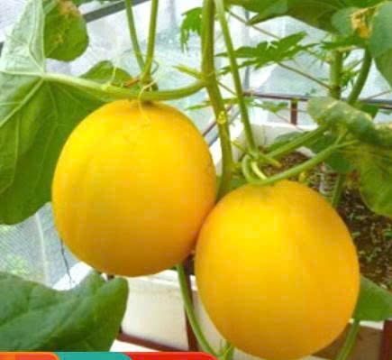 Hạt giống Dưa lê Vàng Siêu Ngọt gói 10 hạt
