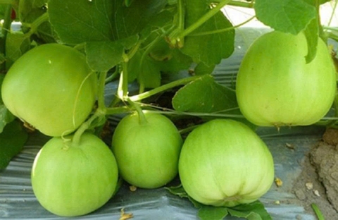 Hạt giống Dưa lê siêu ngọt