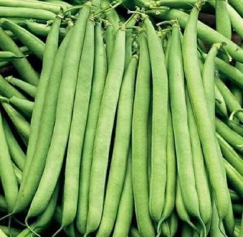 Hạt giống đậu cove leo tứ quý số 2 quả dẹt