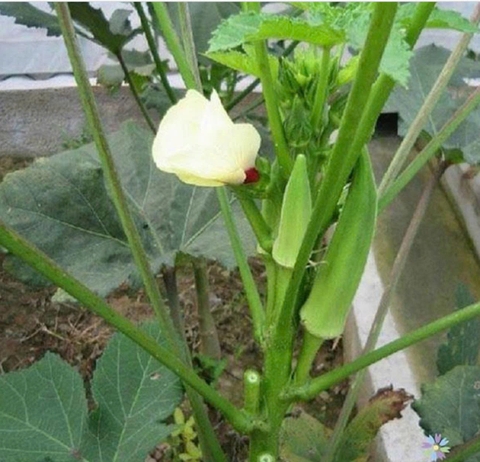 Hạt giống đậu bắp chất lượng cao