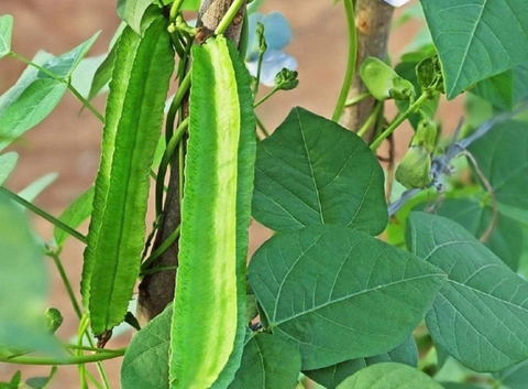 Hạt giống đậu rồng