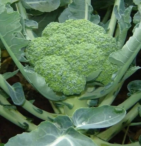 Hạt giống Xúp lơ xanh cao cấp