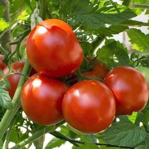 Hạt Giống Cà Chua To Dễ Trồng