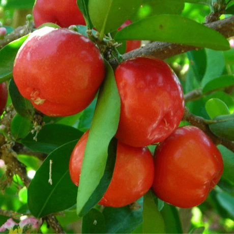 Sơ Ri Gò Công Loại 1 – Vua Vitamin C, Trái Tròn Căng Mọng, Vị Chua Ngọt Tự Nhiên