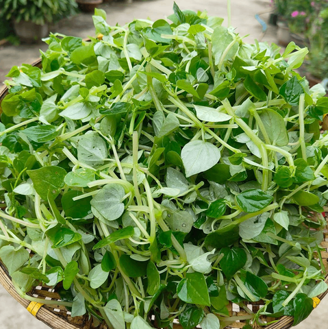 Rau Càng Cua Đóng Gói Sạch Đồng Tháp – Giòn Mọng Nước, Tiện Lợi Ăn Liền