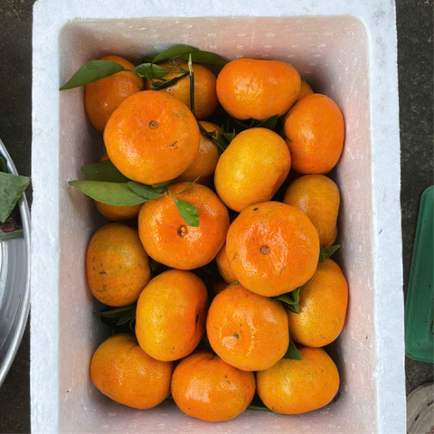 Quýt Hồng Lai Vung  Htx Ánh Bình Minh - Liên hệ: 0907000819