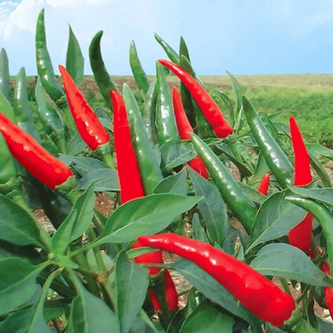 Sỉ ớt chỉ thiên Thanh Bình (Đồng Tháp) – Chuẩn Xuất Khẩu, Giá Tại Vườn