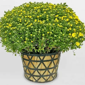 Cúc Mâm Xôi Sa Đéc Chính Gốc – Hoa Nở Rực Rỡ, Mang Lại Tài Lộc & Thịnh Vượng