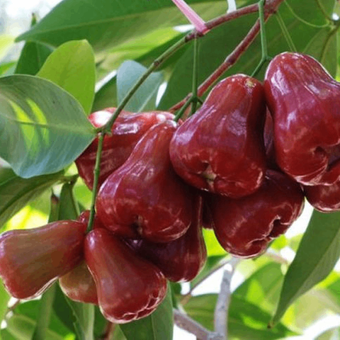 Mận Hồng Đào Trung Lương Loại 1 – Giòn Rôm Rốp, Mọng Nước, Vị Chua Ngọt Thanh Mát Cổ Điển