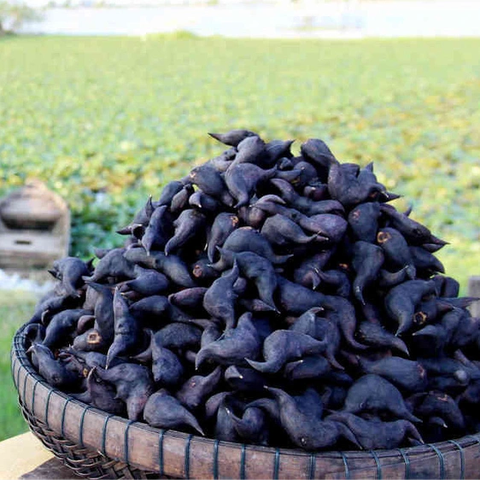 Củ Ấu Tươi Lấp Vò – Đặc Sản Miền Tây Dinh Dưỡng, Giá Tốt Tại Vườn