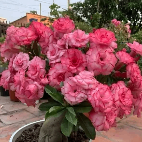 Cây Sứ Thái Ghép Nhiều Màu (Làng Hoa Sa Đéc) – Gốc To, Khỏe, Dễ Chăm Sóc