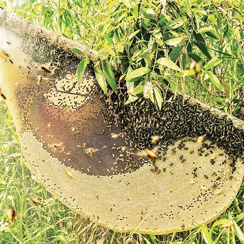 Mật Ong Hoa Tràm U Minh