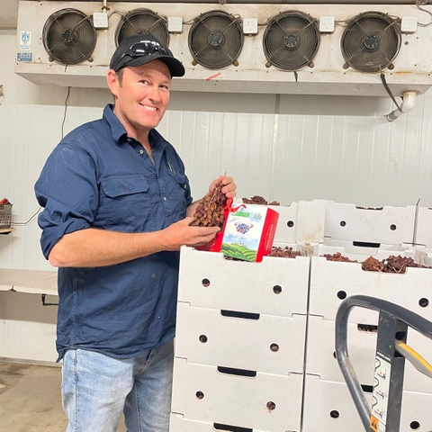 Nho khô nguyên cành Adora Crimson Dried Table Grapes Cluster