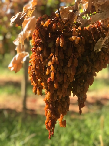Nho khô nguyên cành Adora st Food Dried Grapes Cluster Thompson  7kg