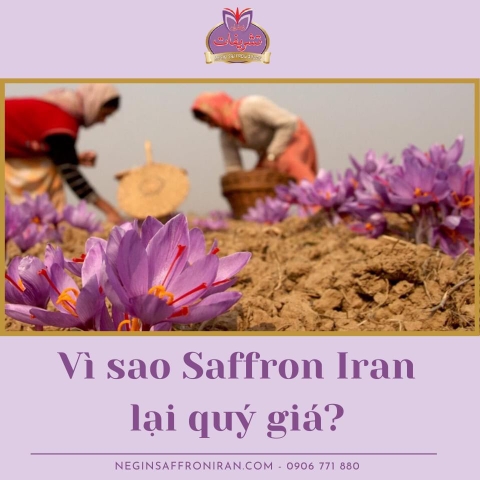 Nhụy hoa nghệ tây saffron premium negin 3g tây á