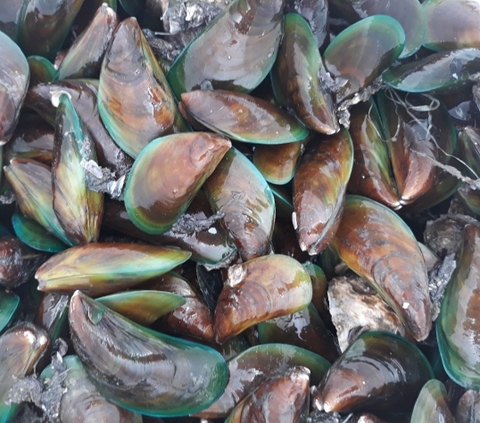 Khớp vẹm xanh - Careline Nz Green Mussel - Hỗ trợ sức khỏe xương khớp