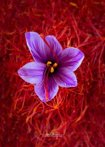 Nhụy hoa nghệ tây saffron premium negin 3g tây á