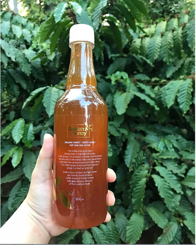 Mật ong hoa cà phê golden honey nguyên chất dinh dưỡng cho cả nhà chai 500ml