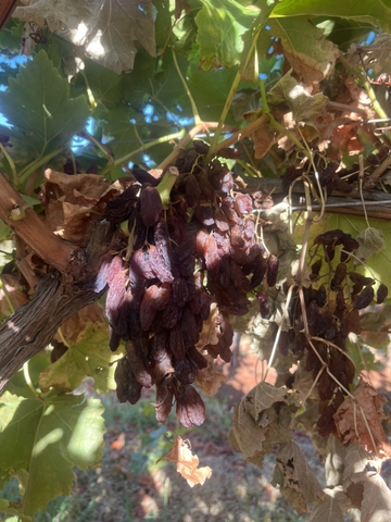 Nho khô nguyên cànhAdora st Food Dried Grapes Cluster Crimson  4kg - Loại A