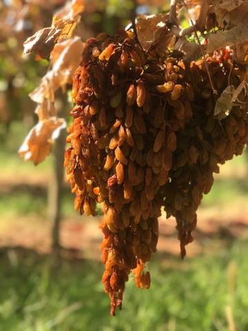 Nho khô nguyên cành Adora st Food Dried Grapes Cluster Thompson  1kg đặc sản Úc