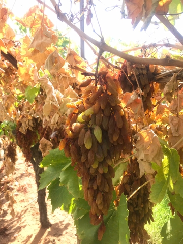 Nho khô nguyên cành Adora st Food Dried Grapes Cluster Thompson  1kg đặc sản Úc