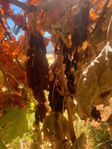 KHO HN: Nho khô nguyên cành Adora st Food  Crimson Dried Table Grapes Cluster 1 kg đặc sản của Úc