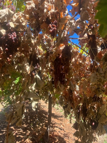 Nho Khô Nguyên Adora st Food Dried Grapes Cluster Crimson 1 kg đặc sản của Úc