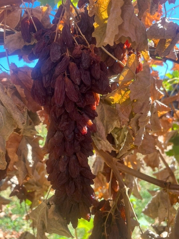 Nho Khô Nguyên Cành Adora st Food Dried Grapes Cluster Crimson  500g đặc sản của Úc