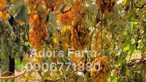 Nho khô nguyên cành Adora st Food Dried Grapes Cluster Thompson  7kg
