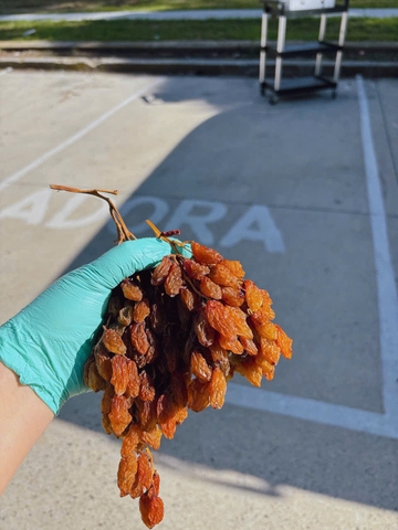 Nho khô nguyên cành Adora st Food Dried Grapes Cluster Crimson  7kg