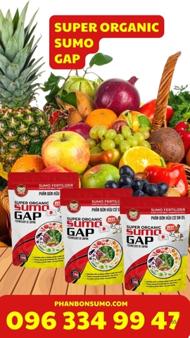 SUPER ORGANIC SUMO GAP - TÚI 1 KG