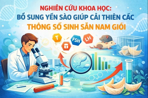 Nghiên cứu khoa học: Bổ sung yến sào giúp cải thiện các thông số sinh sản nam giới