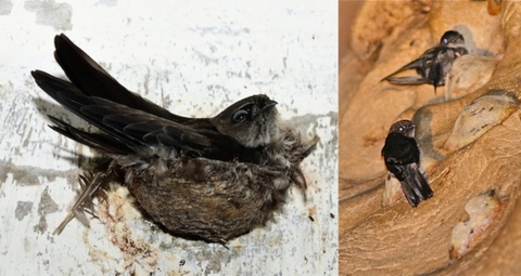 Kiểm soát chất lượng yến sào - tổ yến: Góc nhìn chuyên sâu từ ngành yến