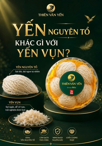 YẾN NGUYÊN TỔ KHÁC GÌ VỚI YẾN VỤN?