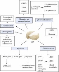 Cơ chế bảo vệ thần kinh của tổ yến ăn được (EBN) - Góc nhìn khoa học hiện đại