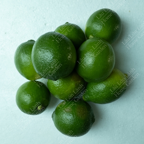 🍋 CHANH KHÔNG HẠT - 1KG - CKH001