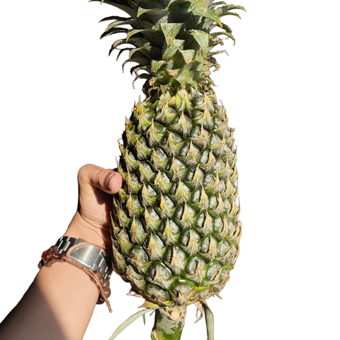 🍍 THƠM TRÁI MIỀN TÂY - 1KG - TMT001