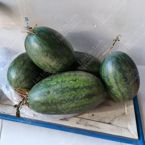 🍉 DƯA HẤU MIỀN TÂY - 1KG - DMT001