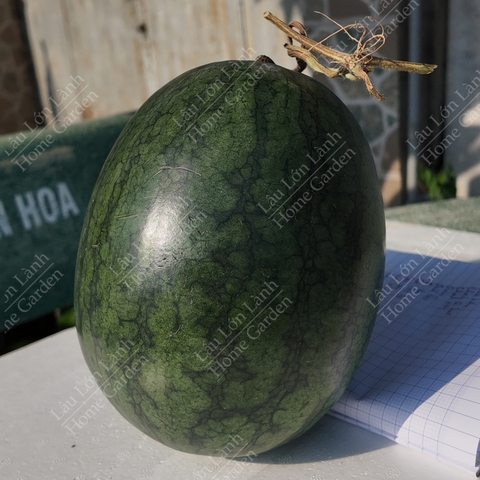 🍉 DƯA HẤU MIỀN TÂY - 1KG - DMT001